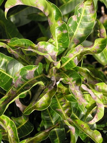 File:Mango powdery mildew leaf blight curling 1.jpg