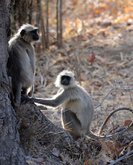 File:Morning Gossip at Bandhavgarh (3495817329).jpg