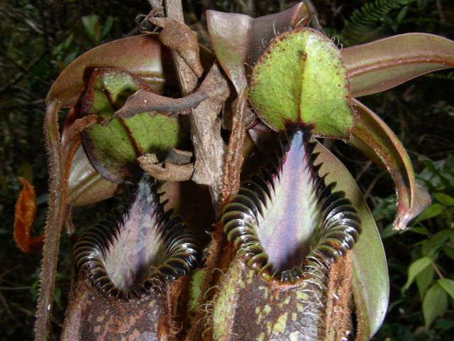 File:Nepenthes hamata4.jpg