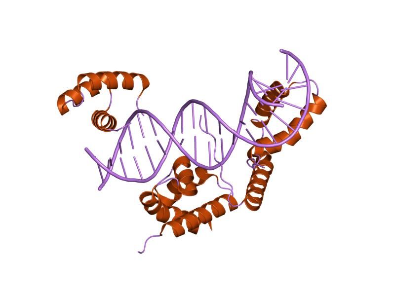 File:PDB 1o4x EBI.jpg