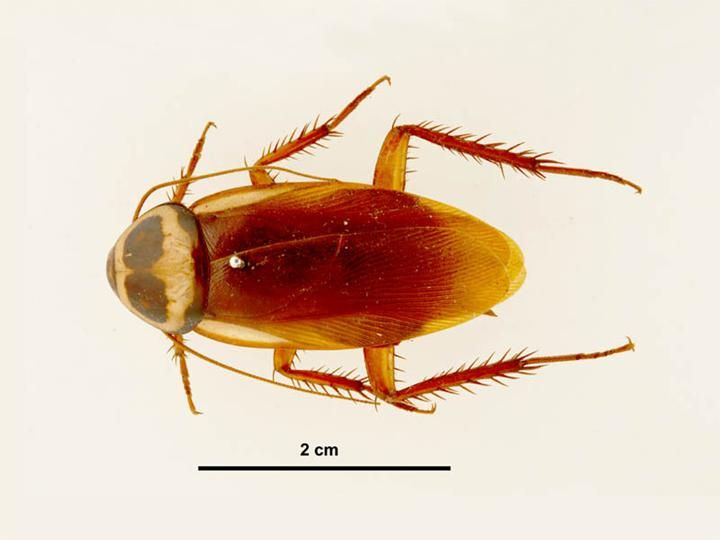 File:Periplaneta australasiae top view.jpg