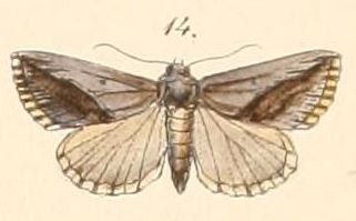 File:Pl.108-14-Eublemma squamilinea (Felder & Rogenhofer 1874).JPG