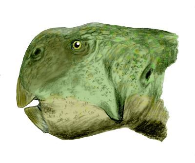 File:Psittacosaurus major BW.jpg