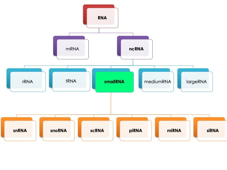 File:RNA Classification.jpg