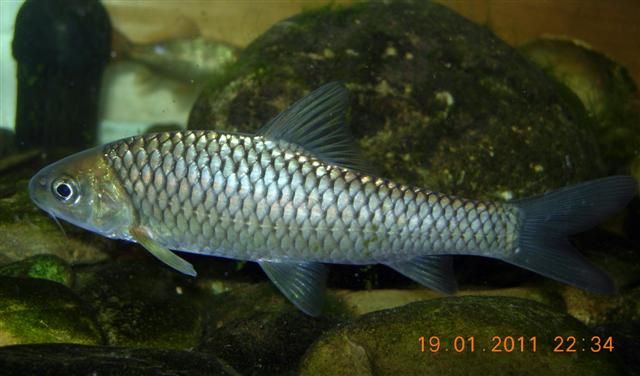 File:Spinibarbis sinensis.jpg