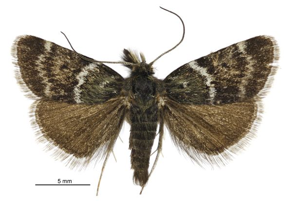 File:Tauroscopa gorgopis male.jpg