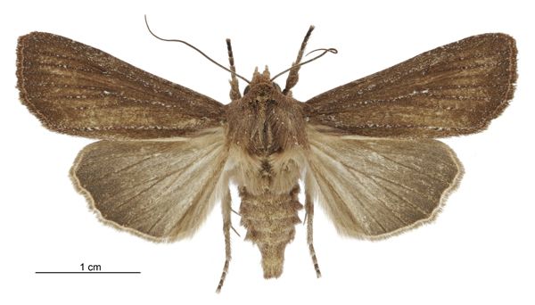 File:Tmetolophota micrastra female.jpg