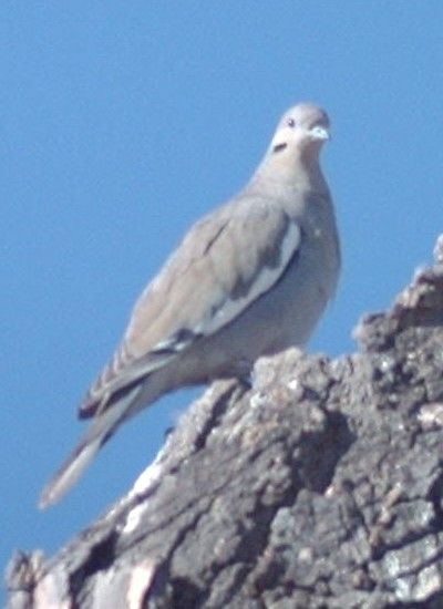 File:White-winged Dove1.JPG