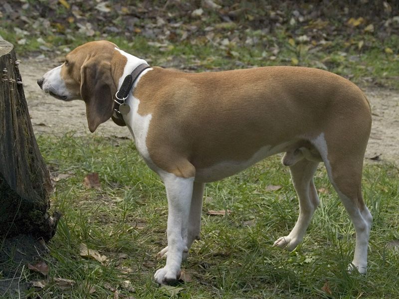 File:08115491 Schwyzer Niederlaufhund.jpg