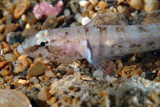 File:3 - Chromogobius zebratus (Stefano Guerrieri).jpg