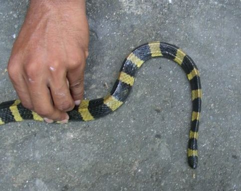 File:AB 064 Banded Krait.JPG