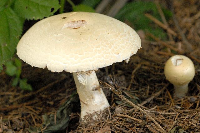 File:Agaricus spec. Lindsey 4.jpg