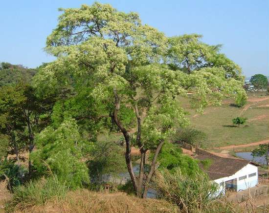 File:Anadenanthera colubrina branch.jpg