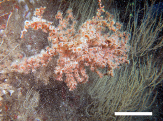 File:Antipathozoanthus hickmani.png