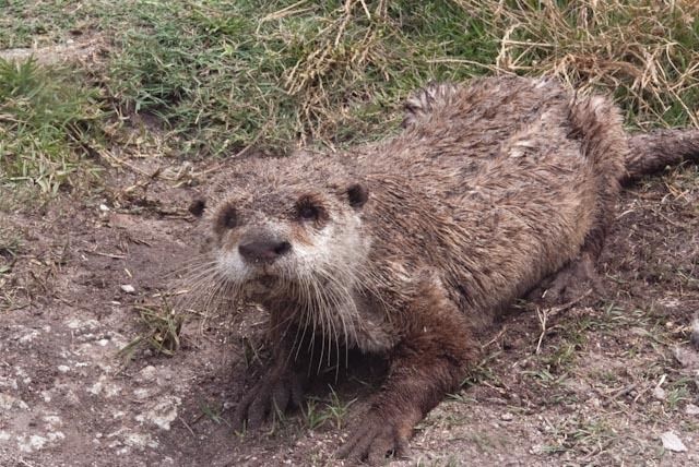 File:Aonyx capensis ssp. capensis.jpg