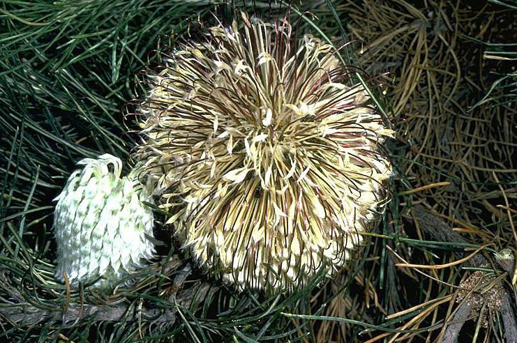 File:Banksia lanata flowers.jpg