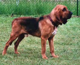 File:Bloodhound 800.jpg