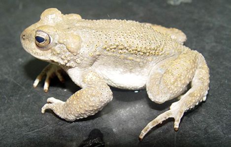 File:Bufo surdus02.jpg