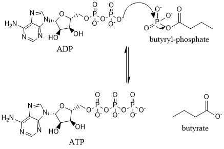 File:Butyrate Kinase Mechanism.jpg