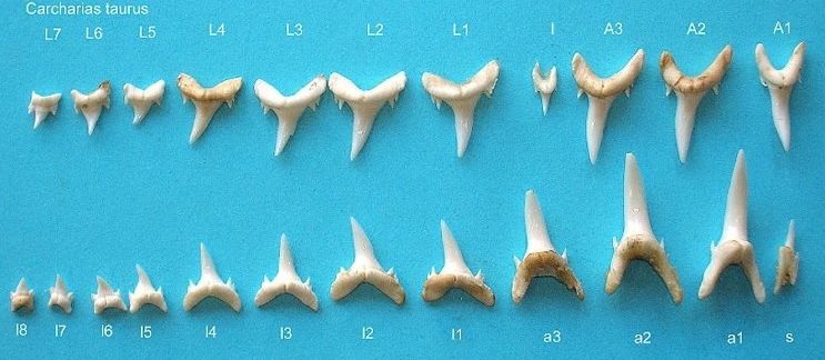 File:Carcharias taurus teeth.jpg