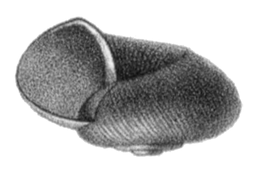 File:Choanomphalus maacki maacki shell.png