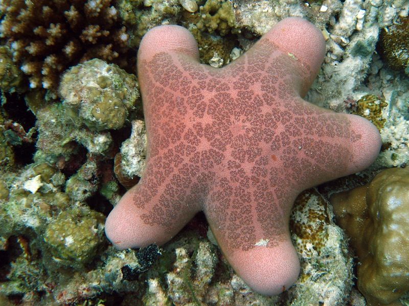 File:Choriaster granulatus.jpg