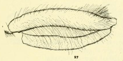 File:Criorhina kincaidi hind leg.png