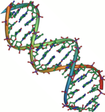 File:DNA double helix 45.PNG