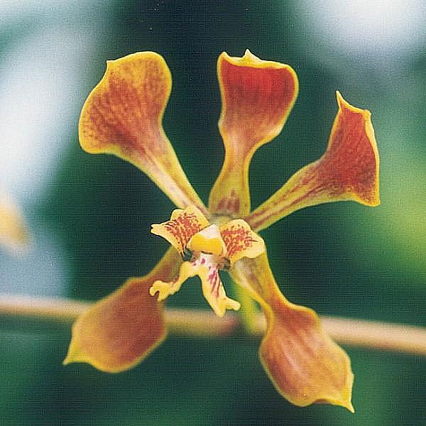 File:Encyclia-alata.jpg