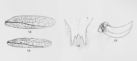 File:Hebard 1922 Stictophaula Plate XIII.png