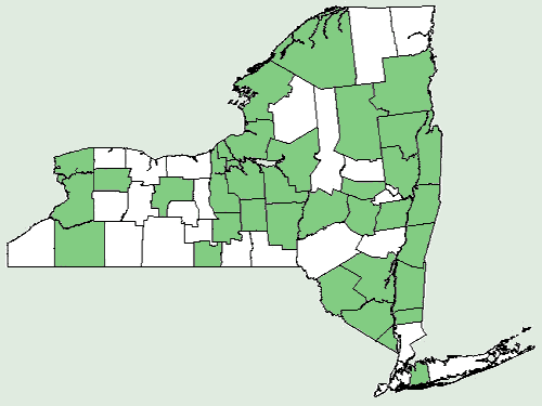 File:Helenium autumnale NY-dist-map.png