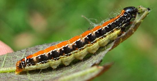 File:Hyblaea puera larva (29797907483).jpg