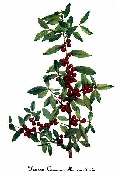 File:Ilex vomitoria, by Mary Vaux Walcott.jpg