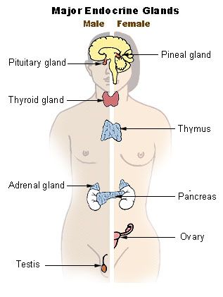 File:Illu endocrine system.jpg