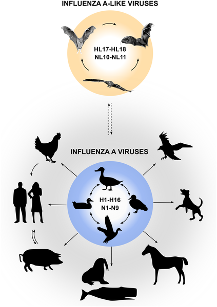 File:Influenza A viruses.png