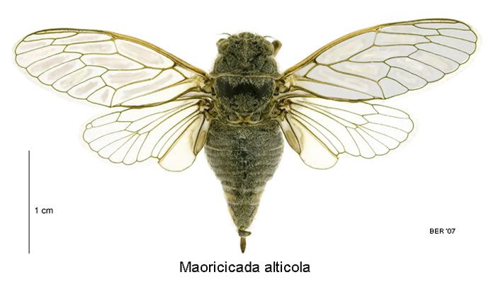 File:Maoricicada alticola female dorsal.jpg