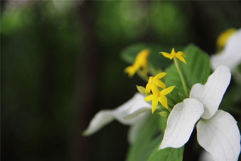 File:Mussaenda pubescens - flower view 01.jpg