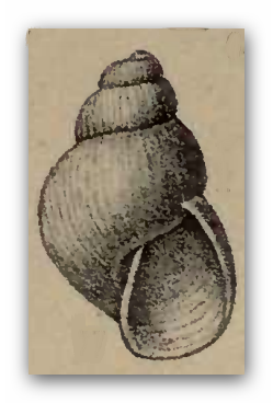 File:Odostomia electa 001.png