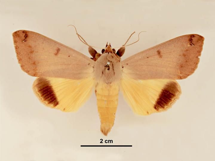 File:Ophiusa disjungens female dorsal.jpg