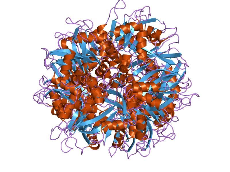 File:PDB 1p1t EBI.jpg