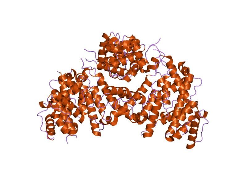 File:PDB 1pxy EBI.jpg