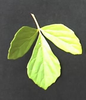 File:Rhoicissus tridentata leaf.JPG