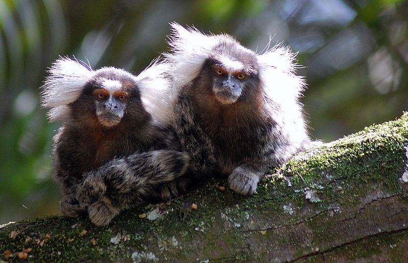 File:SAGUI-DE-TUFOS-BRANCOS.jpg