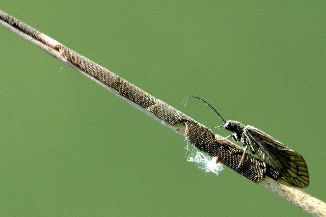 File:Sialis.lutaria.female.laying.eggs.jpg