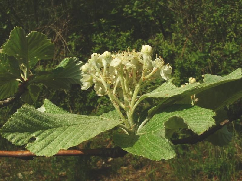 File:Sorbus aria.jpg