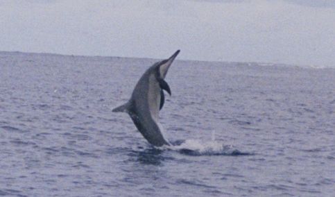 File:Spinner Dolphin at midway.jpg