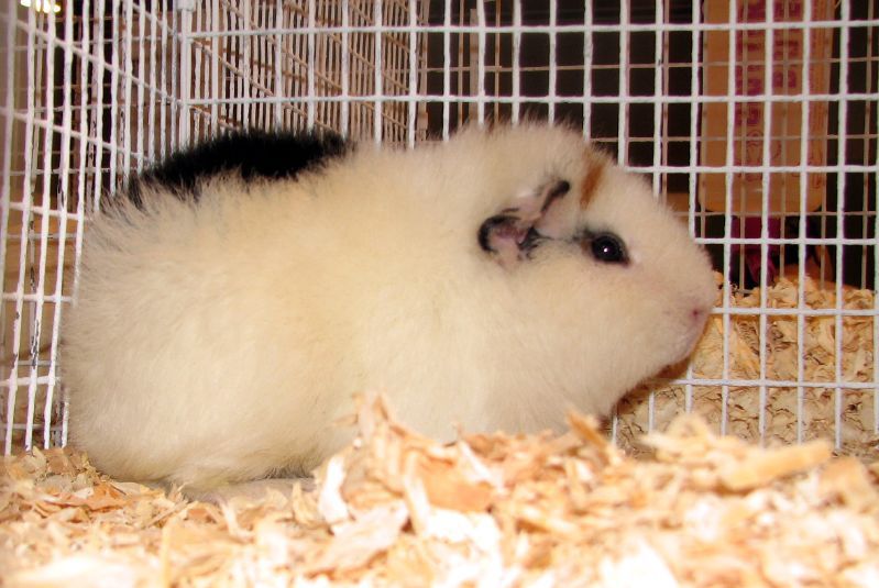 File:Teddy guinea pig.jpg