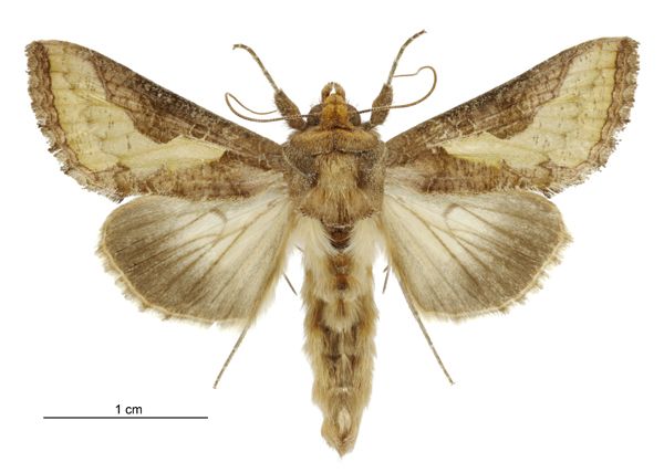 File:Thysanoplusia orichalcea male.jpg