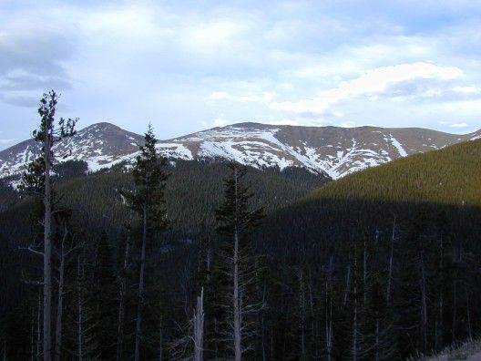 File:Tree line.jpg