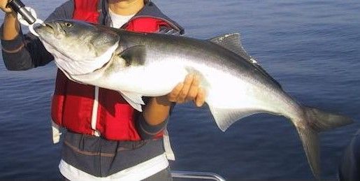 File:Very Large Bluefish.JPG